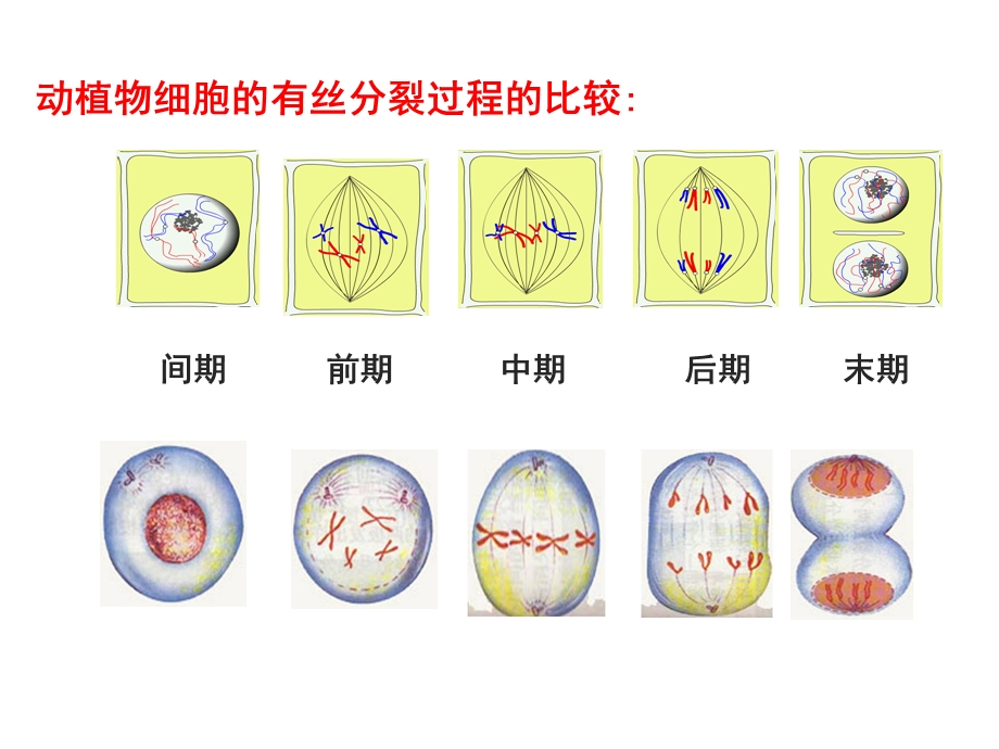 动植物细胞有丝分裂的异同.ppt_第2页