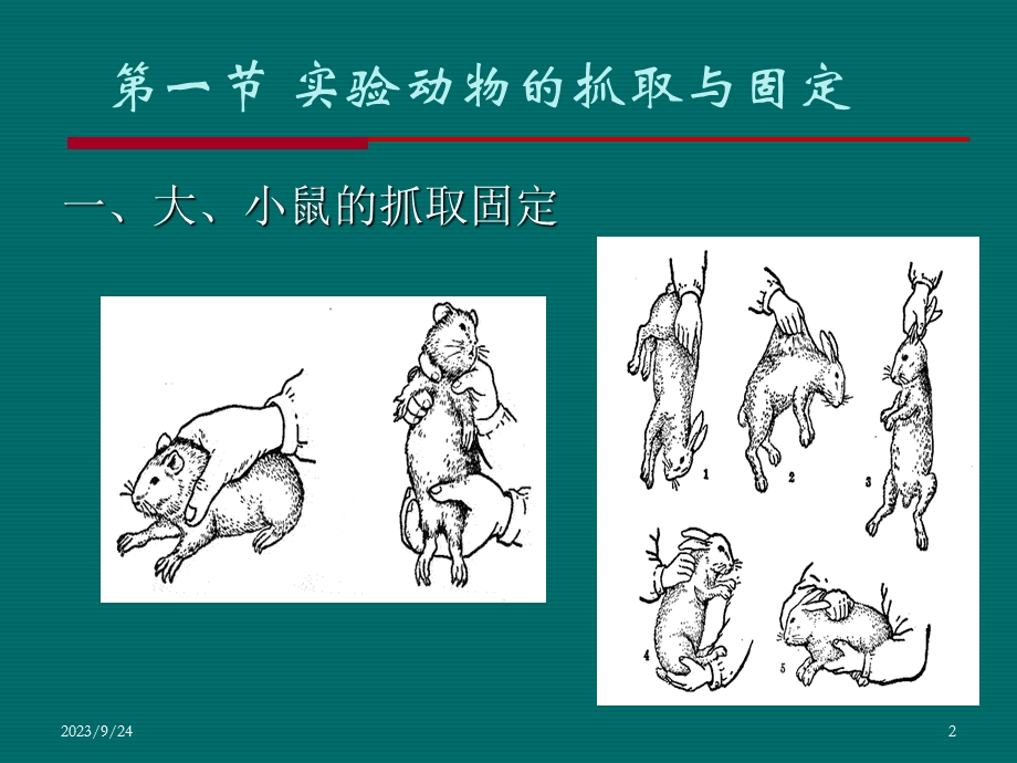 动物实验基本操作技术课件.ppt_第2页