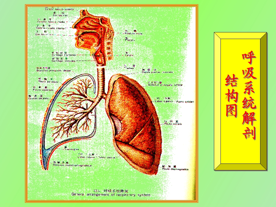 呼吸病理学教研室.ppt_第2页