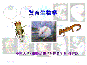 发育生物学概论.ppt