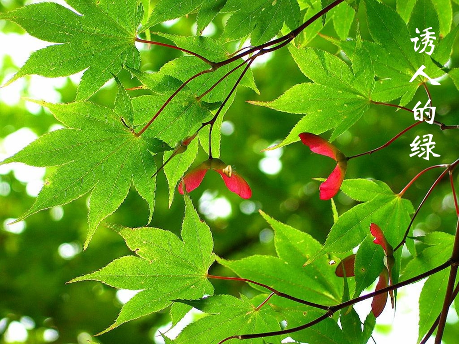 初中生物第一节课致同学们.ppt_第3页