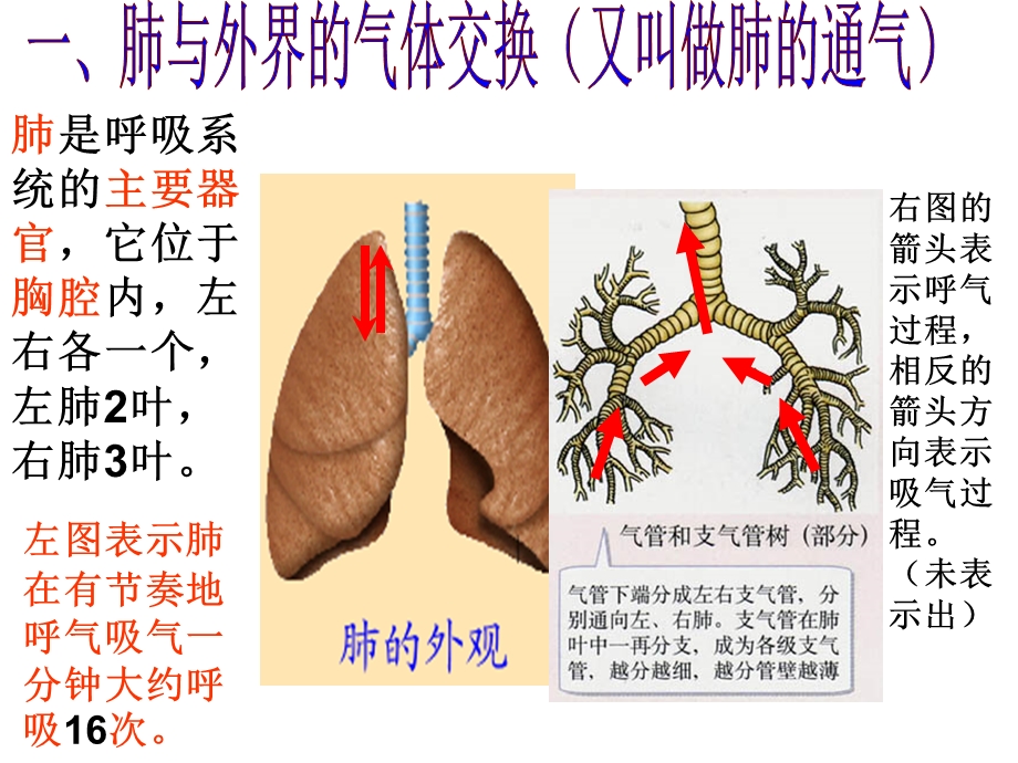 发生在肺内的气体交换(有胸腔和胸廓的区别).ppt_第3页