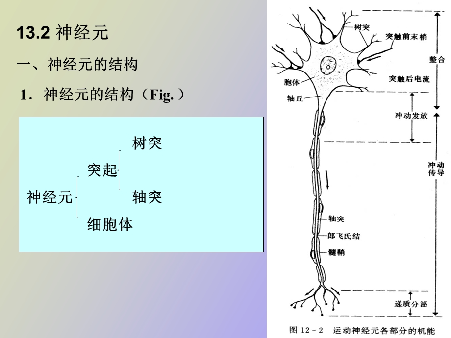 动物生理学第十三章神经系统的运动机能.ppt_第2页