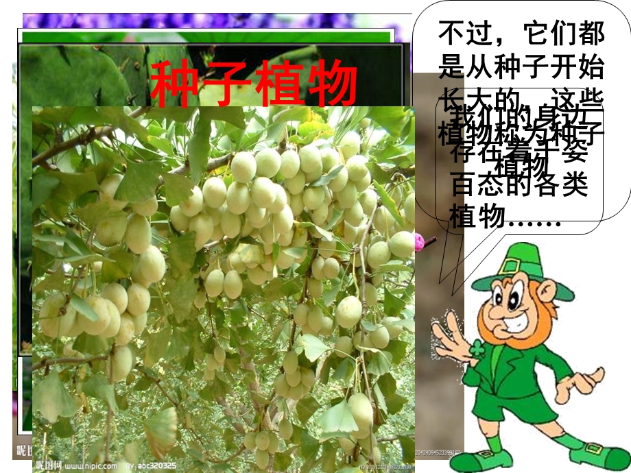 初一生物《种子植物》.ppt_第3页