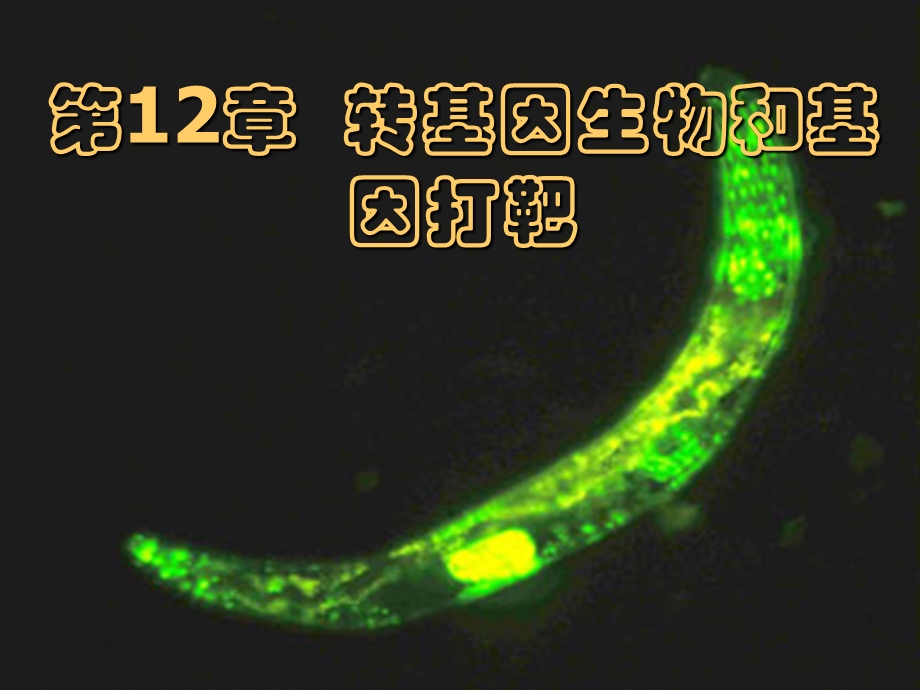 分子生物学吕社民转基因生物与基因打靶.ppt_第1页