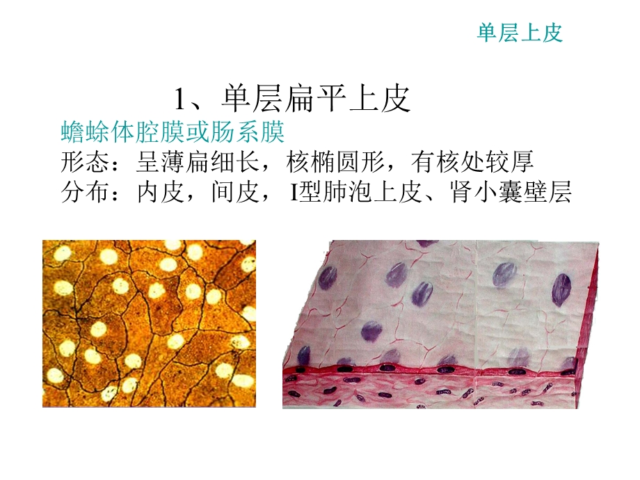 动物四大基本组织及骨骼系统.ppt_第3页