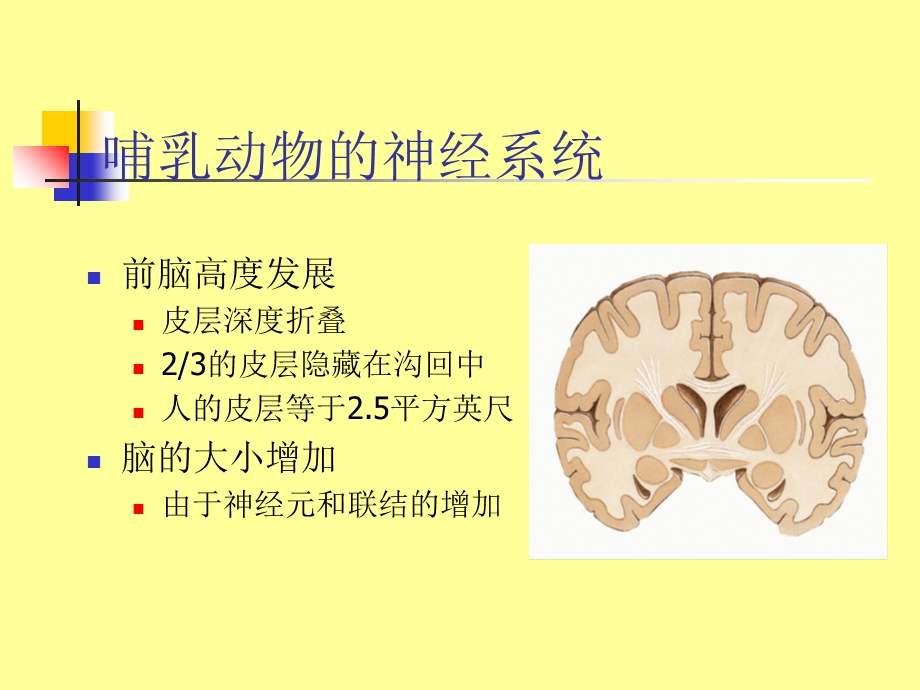 大脑开发潜能(二).ppt_第1页