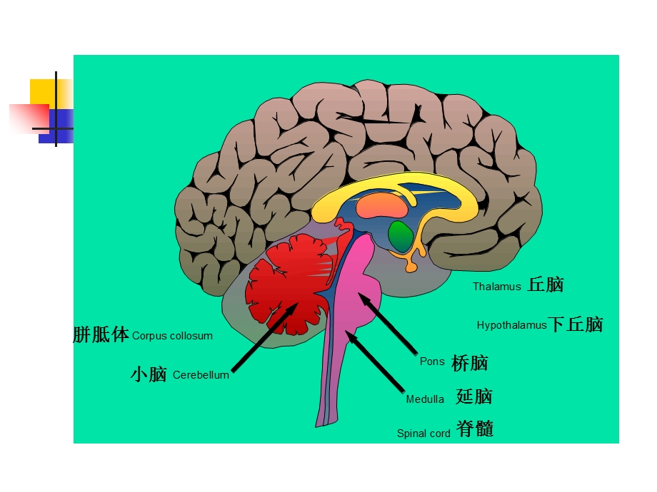 大脑开发潜能(二).ppt_第2页