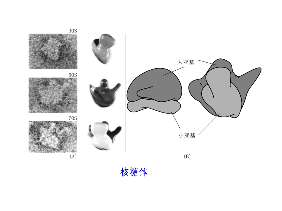 动物生物化学15蛋白质的生物合成-翻译.ppt_第2页