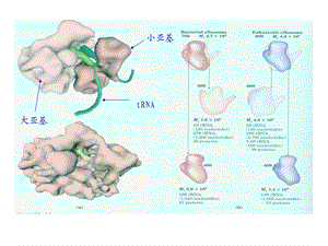 动物生物化学15蛋白质的生物合成-翻译.ppt