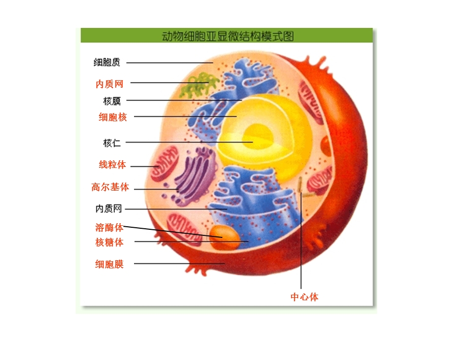 动物细胞模型制作.ppt_第2页