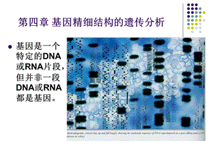 基因精细结构的遗传分析.ppt