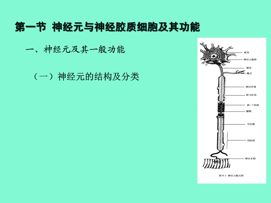 动物生理学第三章-神经生理.ppt_第2页