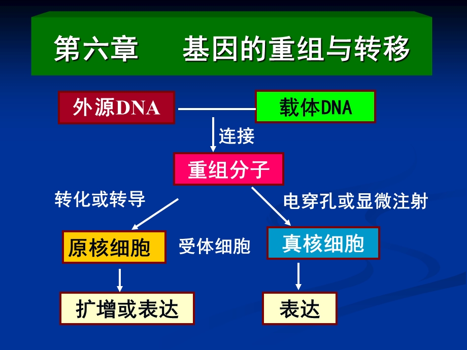 基因的重组与转移.ppt_第2页