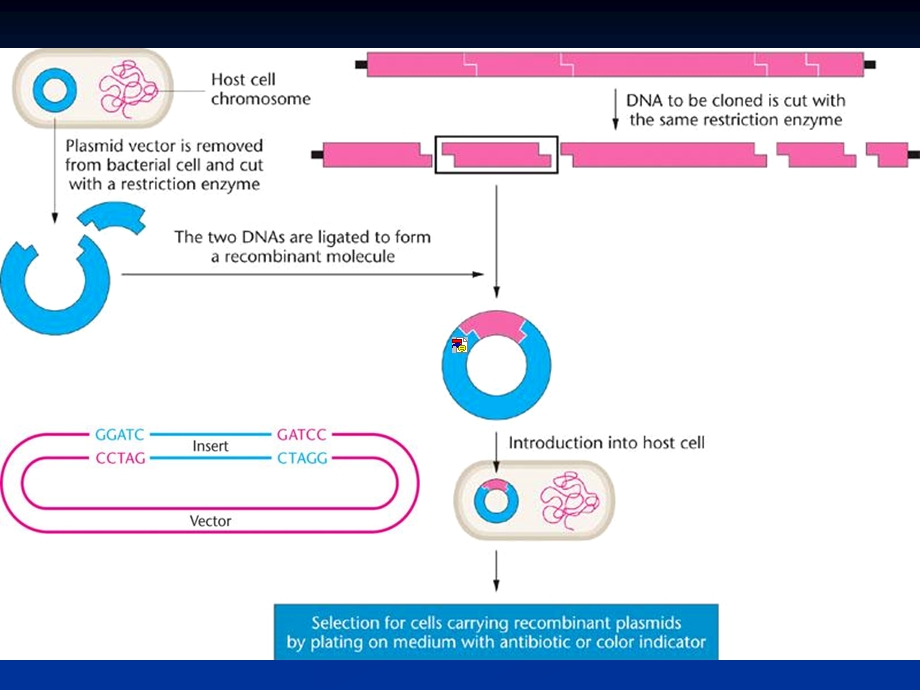 基因的重组与转移.ppt_第3页