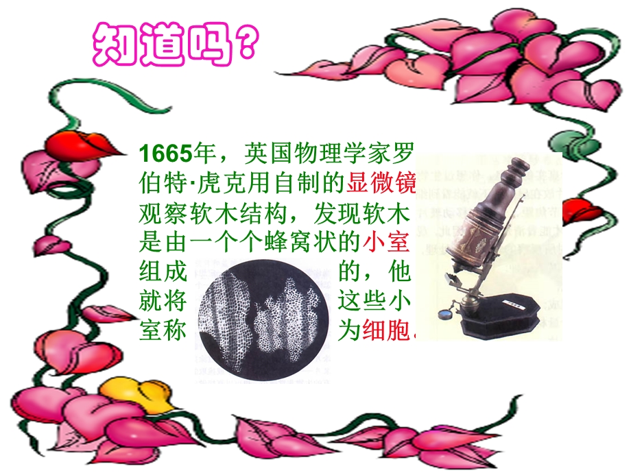 动植物细胞的比较.ppt_第3页