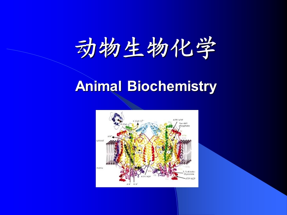 动物生物化学AnimalBiochemistry.ppt_第1页