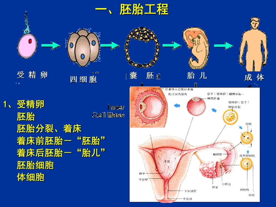 动物克隆技术复旦本科生.ppt_第3页