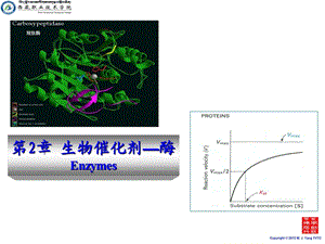 动物生物化学+2+生物催化剂-酶.ppt