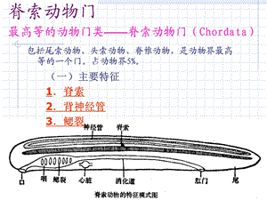 动物界脊索动物门.ppt