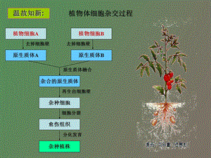 动物细胞懂得融合与单克隆抗体制备.ppt