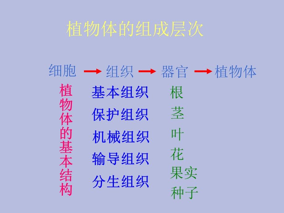 初一生物动物体的结构层次.ppt_第2页