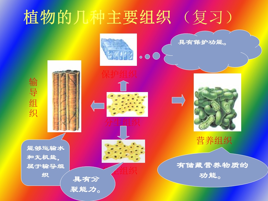 初一生物动物体的结构层次.ppt_第3页