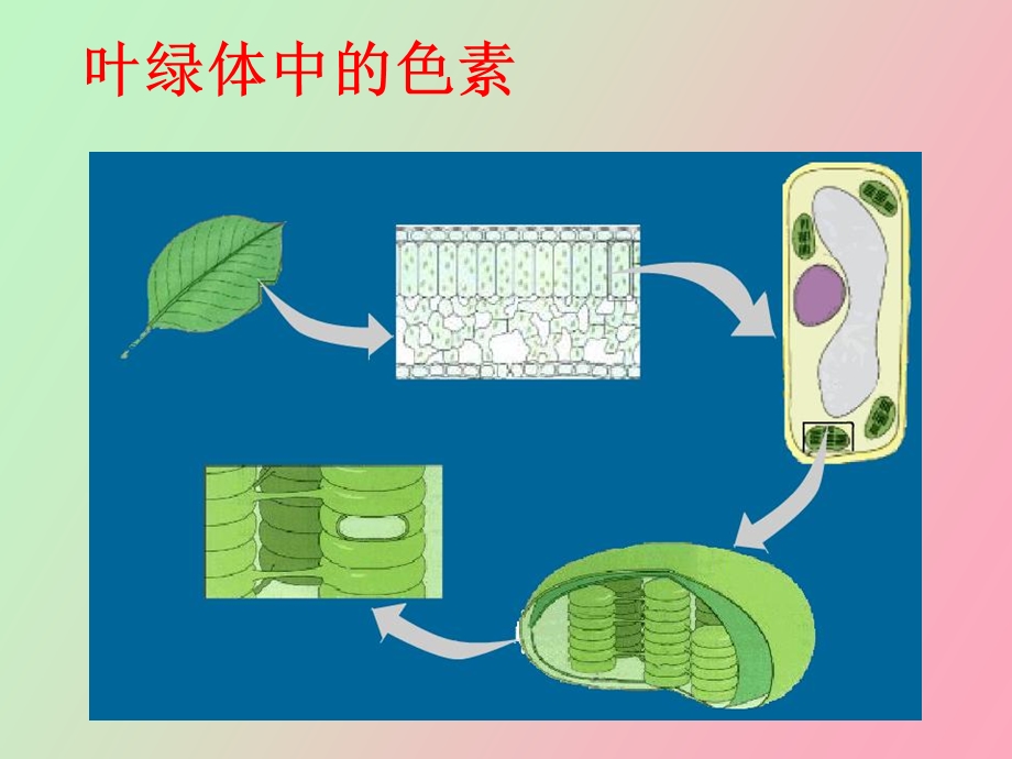 初二生物三单元第四章.ppt_第2页