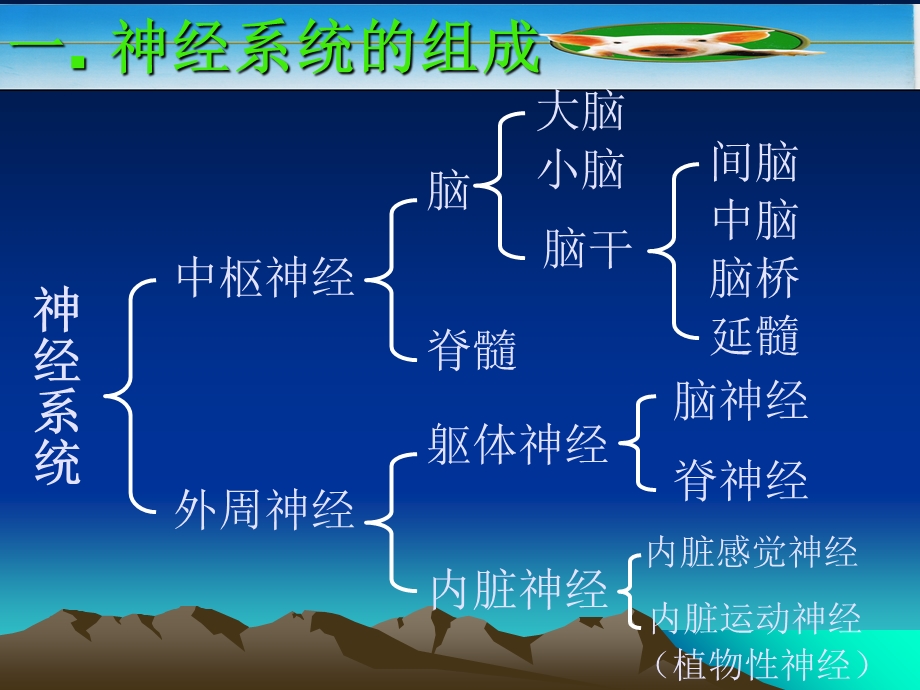 动物解剖神经系统.ppt_第2页