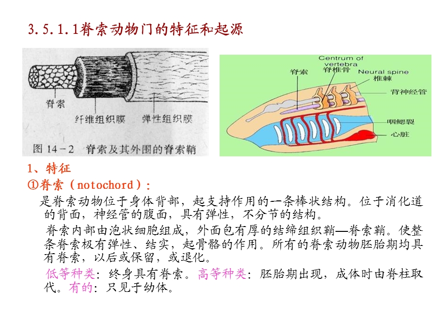 动物生物学3-5-2脊索动物门和圆口纲.ppt_第3页