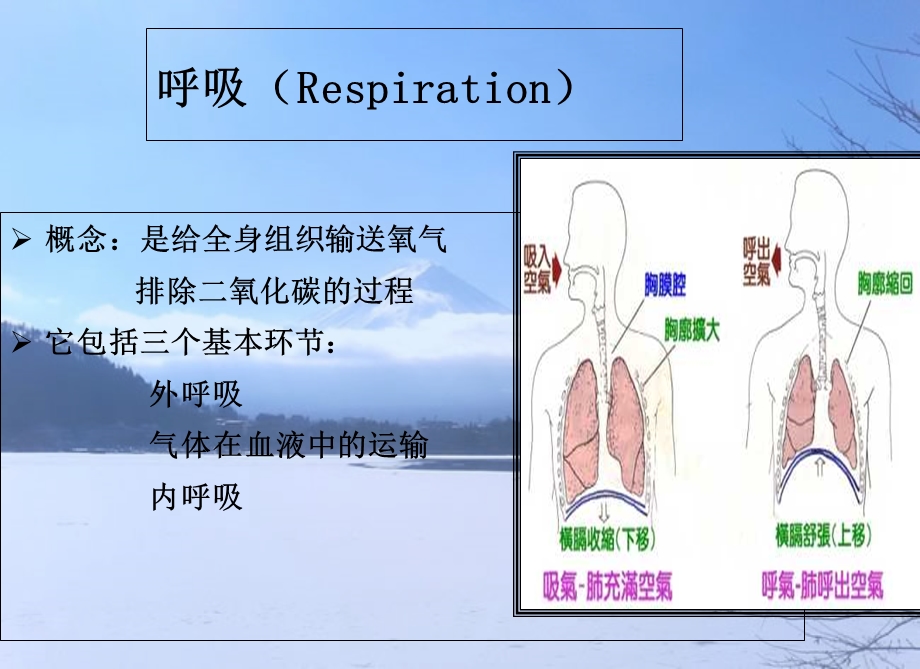 呼吸功能的监测.ppt_第2页