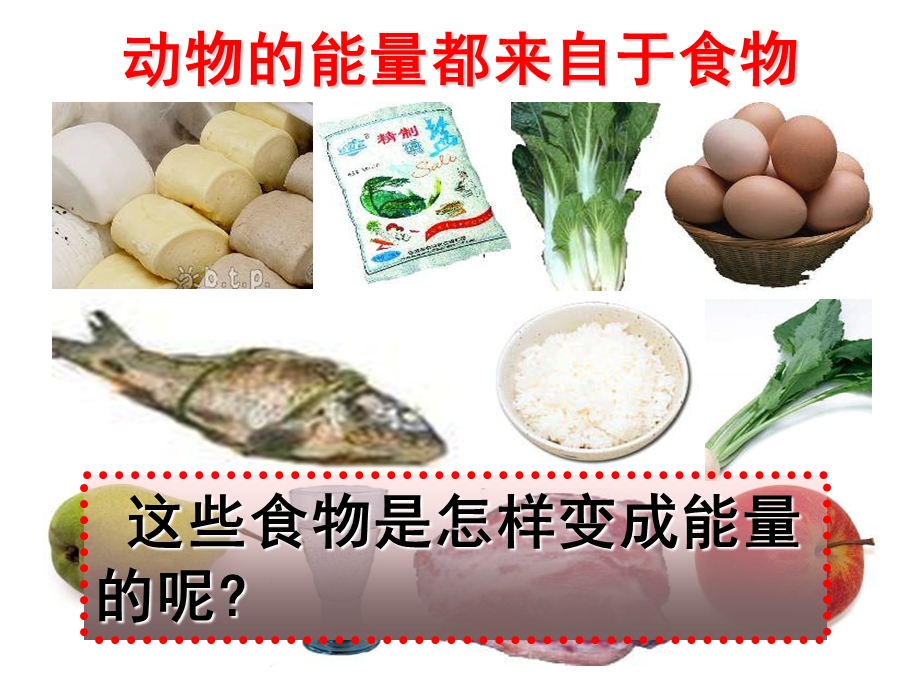 动物的食物与摄食(第一课时.ppt_第3页