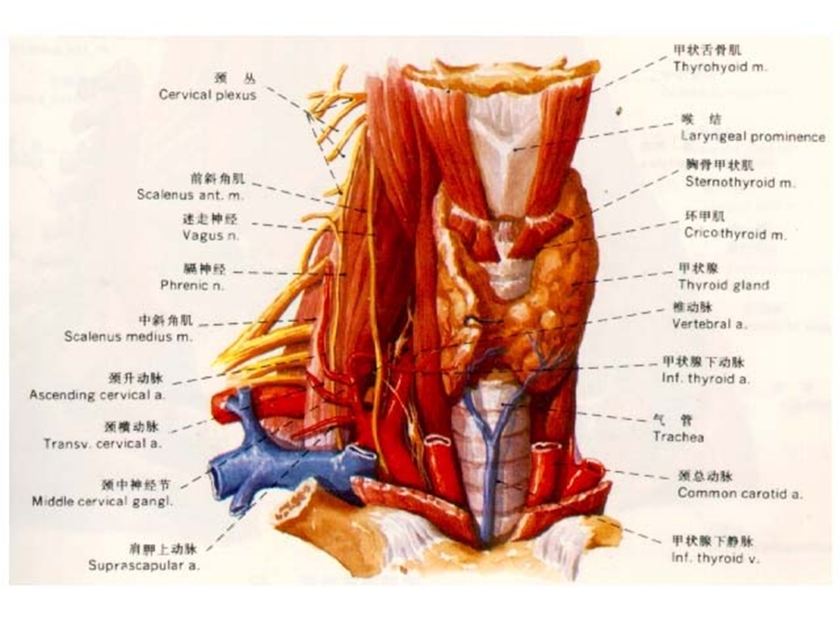 单纯性甲状腺肿.ppt_第2页