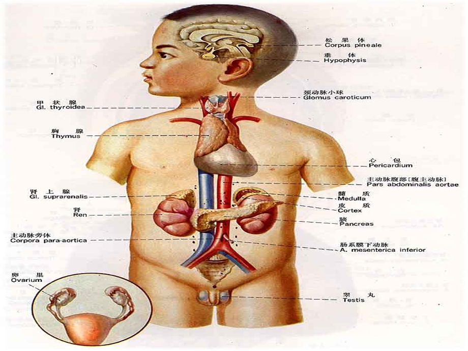 单纯性甲状腺肿.ppt_第3页