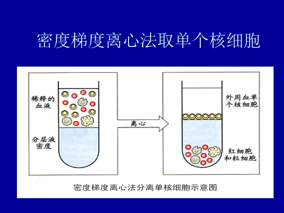 密度梯度离心法取单个核细胞具体方法.ppt_第1页