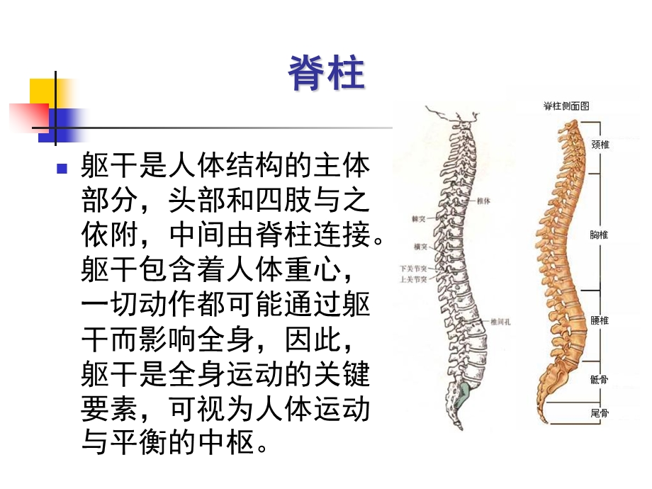 关节运动学脊柱运动学概述.ppt_第3页