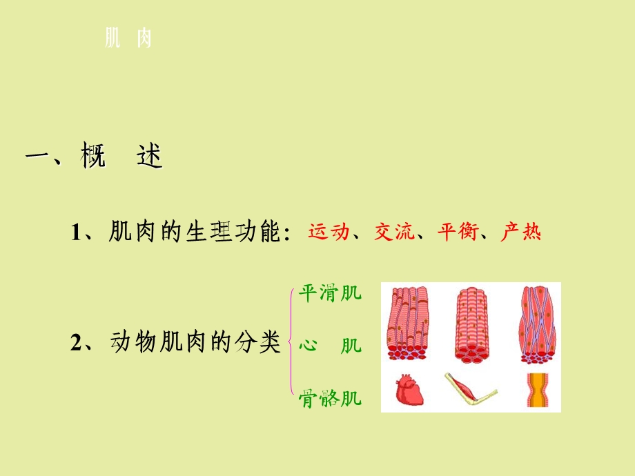 动物生理第八章肌肉.ppt_第2页