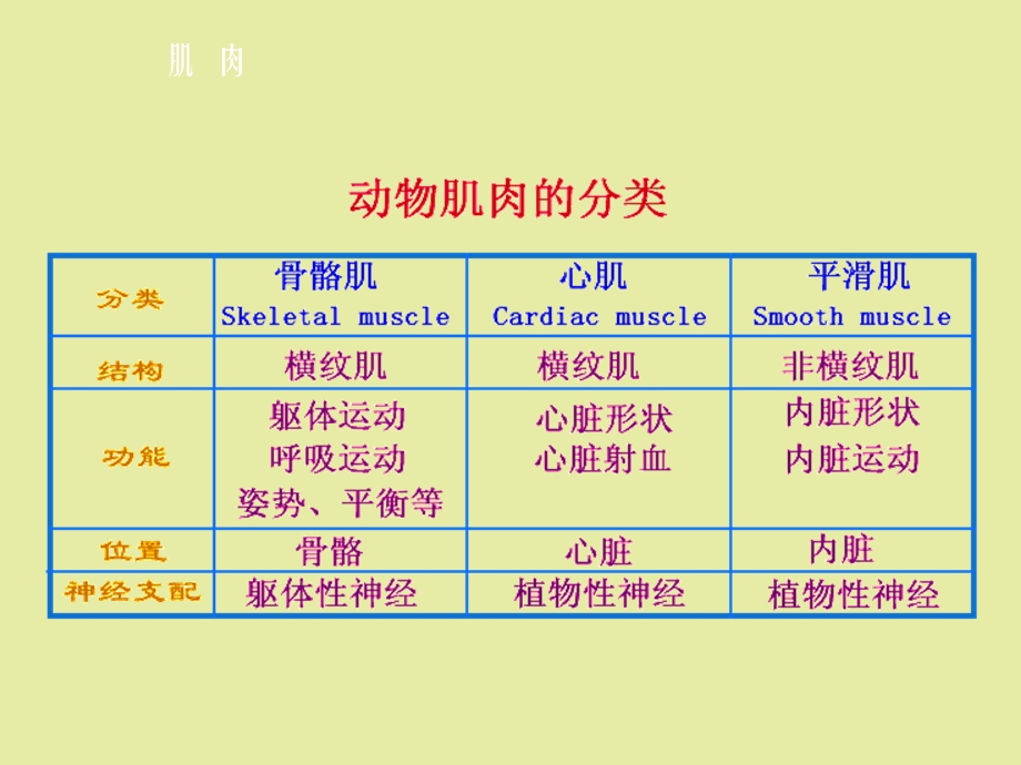 动物生理第八章肌肉.ppt_第3页