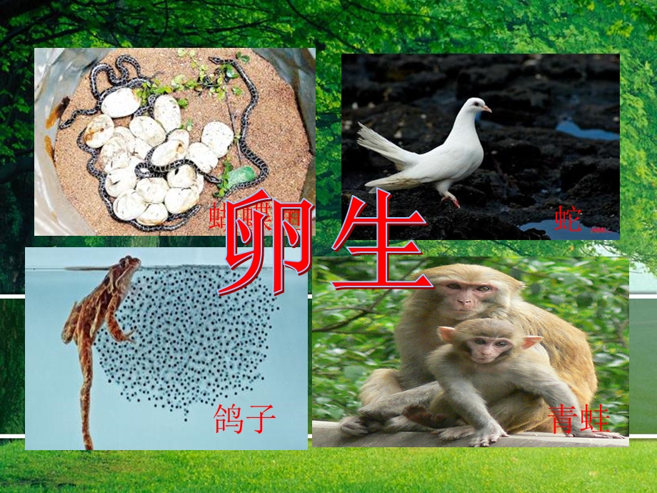 初中生物第七节-哺乳动物-课件.ppt_第3页