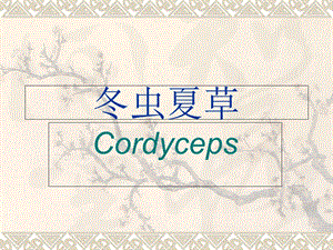 冬虫夏草Cordyceps介绍材料.ppt