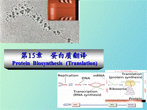 动物生物化学第十五章蛋白质翻译.ppt