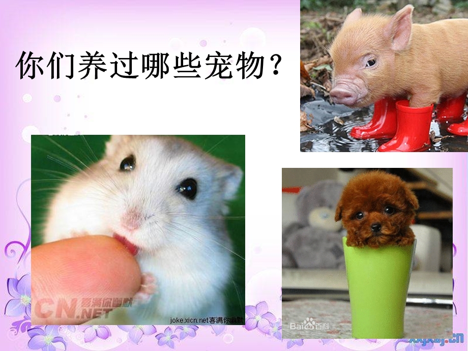 宠物也会伤害你.ppt_第3页