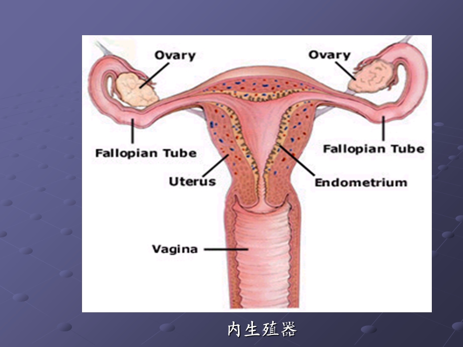 妇科肿瘤宫颈癌.ppt_第3页