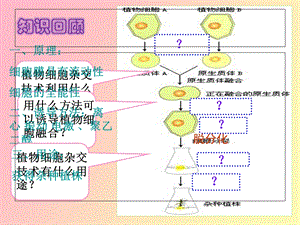 动物细胞融合与单克隆抗体的制备.ppt