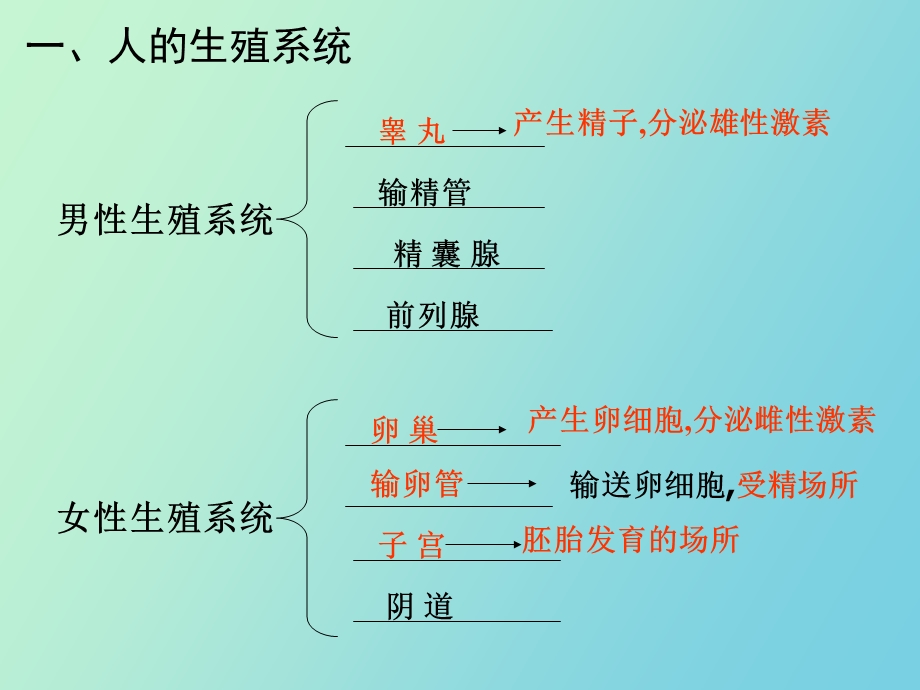 初一生物下册总复习.ppt_第3页