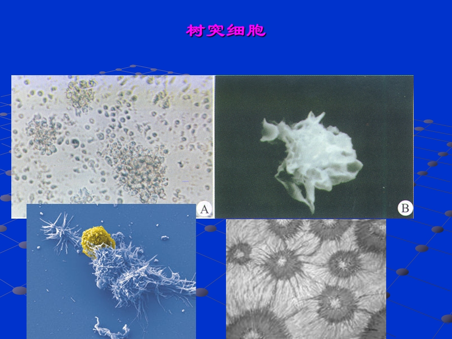 动物细胞培养生物制药I.ppt_第3页