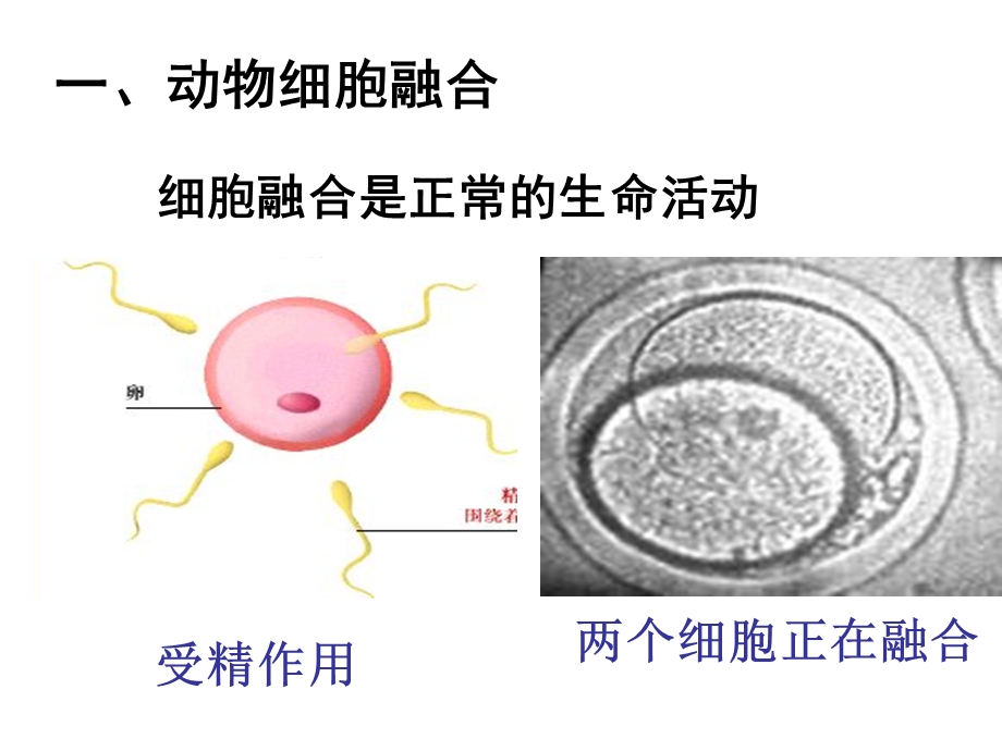 动物细胞工程-细胞融合与单克隆抗体.ppt_第2页