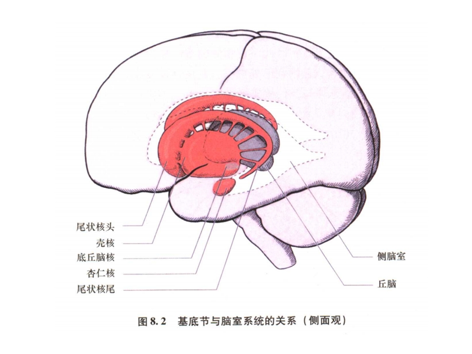 基底节区及内囊.ppt_第3页