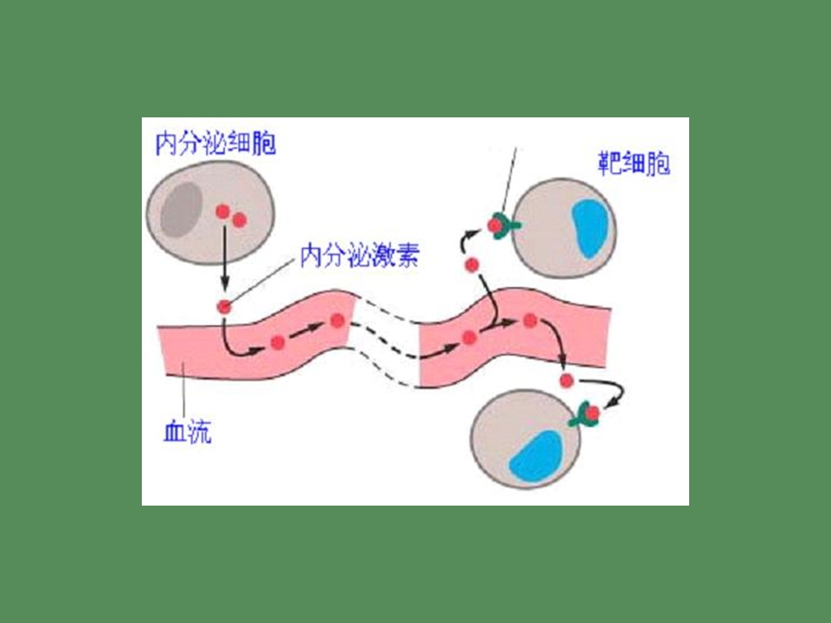 各种激素化学本质.ppt_第3页