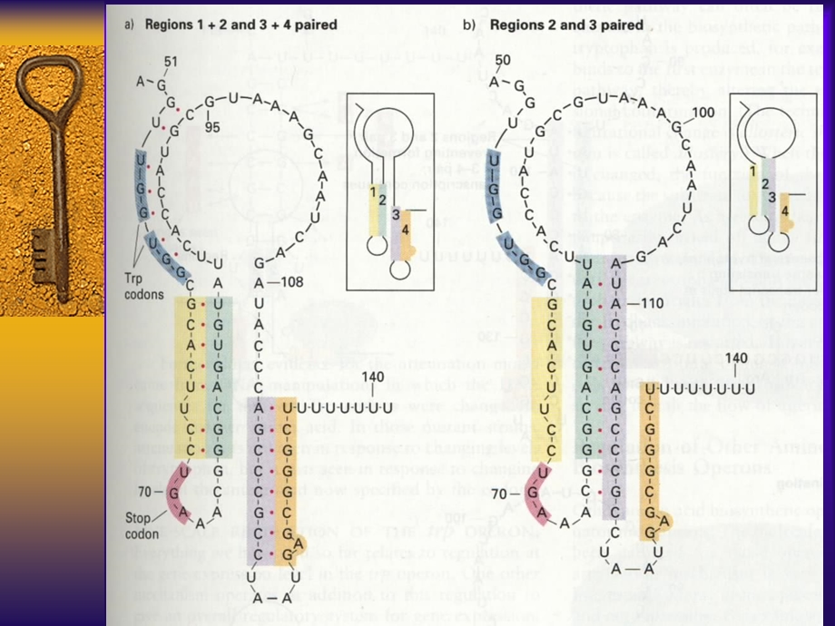 分子遗传学16原核调控B.ppt_第3页